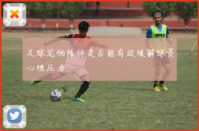 足球宠物陪伴是否能有效缓解球员心理压力